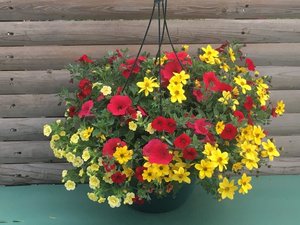 HB Fire In The Sky combo Hanging Basket (c12)